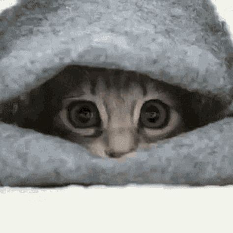 Tenor Gif, Cats Diy Projects, Cat Hiding, Cute Kitten Gif, Awesome Animals, Cat Diy, Cute Kittens, Funny Cat Videos, Siamese Cats