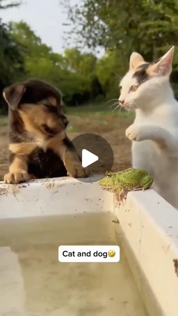 animal on Instagram: "#fyp #cat #dog #animals #gading69" Silly Kittens Funny, Animal Funny Videos, Silly Animals Videos, Cute Animal Videos Funny, Silly Cats Videos, Funny Videos Animals, Funny Dogs And Cats, Animal Videos Funny, Silly Animal Pictures