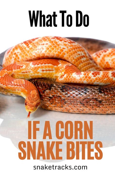 Being bitten by a snake can be a scary experience, but there is nothing to worry about when it comes to Corn Snakes! Whether you are thinking of a Corn Snake as a pet, you are a Corn Snake new owner or you are a concerned relative, friend or neighbor of someone owing a Corn Snake, relax: Corn Snakes are currently very docile and friendly and even if frightened or stressed they rarely bite!!! Corn Snakes Pet, Corn Snakes Cute, Corn Snake Videos, Diy Corn Snake Enclosure, Pet Corn Snake, Corn Snake Terrarium Ideas, Corn Snake Cage Ideas, Corn Snake Vivarium, Corn Snake Cute