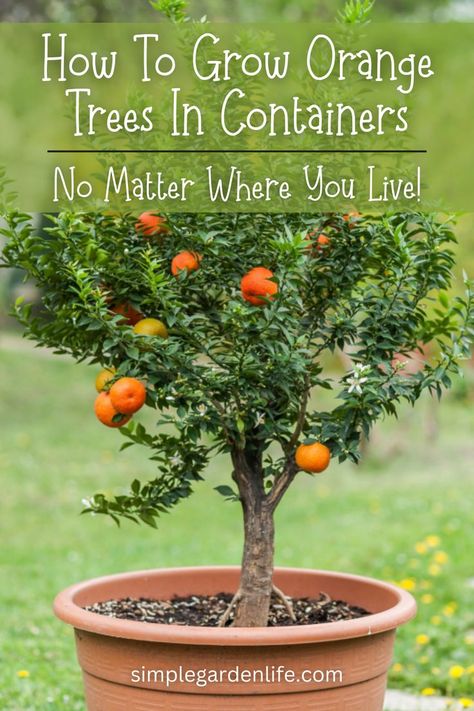 How to grow orange trees in containers - No matter where you live by simplegardenlife.com Lemon Tree Potted, Trees In Containers, Growing Citrus, Planting Fruit Trees, Gardening For Dummies, Growing Vegetables In Pots, Citrus Plant, Bucket Gardening, Orange Trees