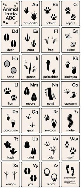 Abc Flash Cards, Abc Flashcards, Animal Tracks, Urban Survival, Wilderness Survival, Animal Alphabet, Cub Scouts, Camping Survival, Survival Prepping