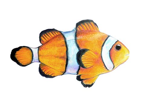 canvaspaintings: Clown Fish Print - High Quality Giclee Print of original colored pencil and gouache artwork available in 5x7, 8x10, 10x14 by WaterandChalk (15.00 USD) http://ift.tt/1RmUrnW Clown Fish, Fish Print, Colored Pencil, Pablo Picasso, Giclee Print, Fish, Drawings, High Quality