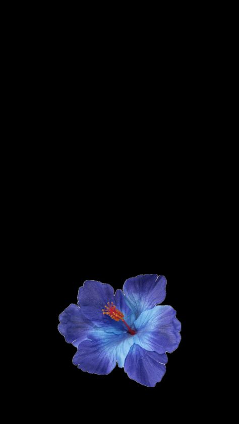 pfp hibiscus summer wallpaper Flower Lockscreen, Black Flowers Wallpaper, Wallpaper Iphone Ios7, Flowers Black Background, Flower Background Iphone, Dark Blue Wallpaper, Beautiful Wallpapers For Iphone, Cute Summer Wallpapers, Blue Hibiscus