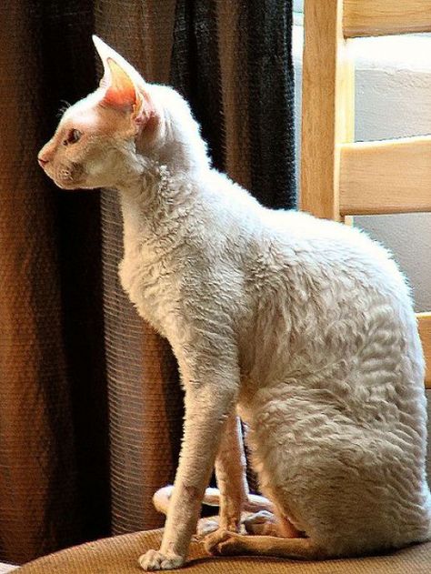 Cornish Rex -- the curly coat is caused by a gene mutation. Small Cat Breeds, Cat Breeds Hypoallergenic, Chat Sphynx, Gatos Cool, Hypoallergenic Cats, Selkirk Rex, Devon Rex Cats, Rex Cat, Cat Reference