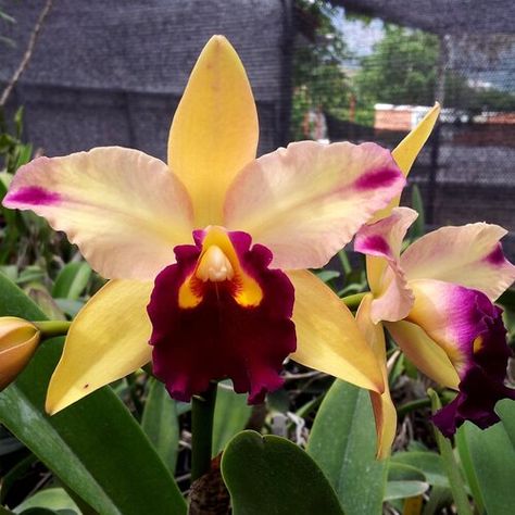 Orchid Collection, Orchid Photo, Rare Orchids, Cattleya Orchid, Exotic Orchids, Orchid Flowers, Flower Gardens, Beautiful Orchids, Garden Trees