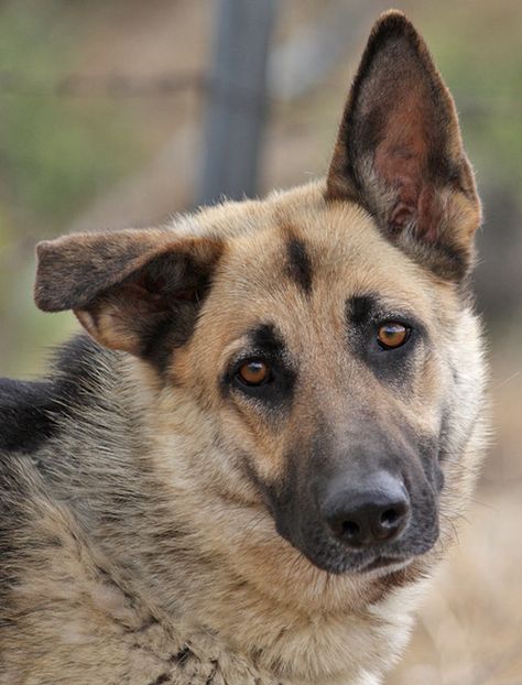 German Shepard with one floppy ear Dog With One Floppy Ear, German Shepherd Floppy Ears, German Shepard Reference, Floppy Ear Dog, King Shepherd, Oc Challenge, Pose References, Floppy Ears, Pretty Animals