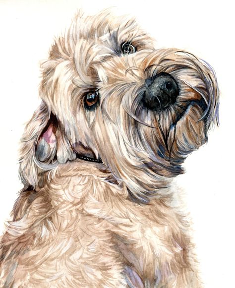 Goldendoodle Art, Goldendoodle Mom, Dog Portraits Painting, Animal Caricature, Dog Anatomy, Dog Artist, Animal Portraits Art, Doodle Dog, Watercolor Sketchbook