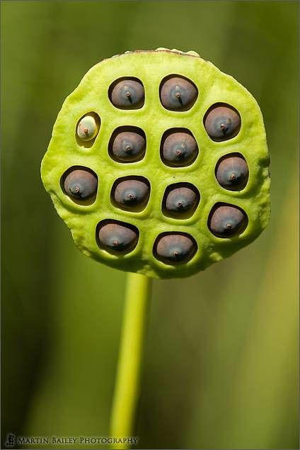 Lotus Seed Pod, Creepy Flowers, Lotus Flower Seeds, Botanical Inspiration, Sacred Garden, Lotus Seed, Lotus Pods, Plant Fungus, Seed Pod