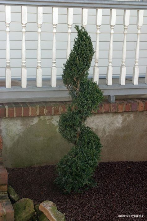 Topairy juniper - spiral Spiral Tree Landscaping, Spiral Trees Front Porch, Spiral Trees Front Yard, Spiral Juniper Landscape, Juniperus Conferta, Spiral Topiary, Sun Landscape, Spiral Tree, Front Garden Design