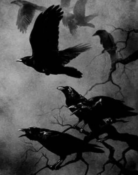 Flock of Ravens Three Crows, Flying In The Sky, Quoth The Raven, Black Birds, Raven Art, Jackdaw, Crows Ravens, The Crow, The Raven