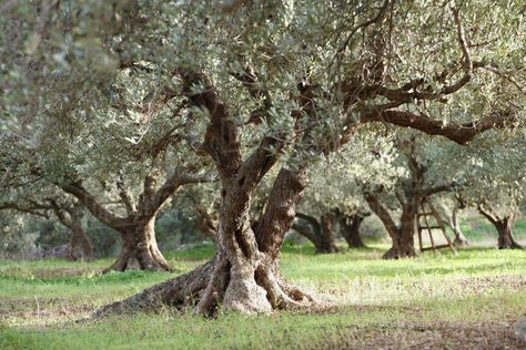 Olive Orchard, Garden Of Gethsemane, Greece Crete, Monty Python, Crete Greece, Beautiful Flower Arrangements, Olive Tree, Laptop Wallpaper, Tree Art