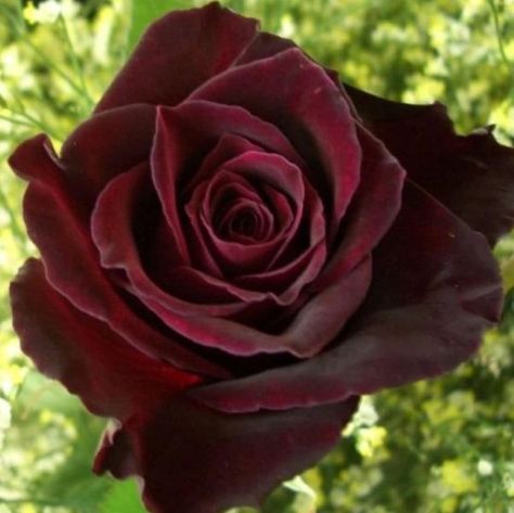 𝒱𝒶𝓃𝓃𝒶𝒽 Rose Black Baccara, Black Bacarra Roses, Dark Crimson Rose, Malkavian Vampire, Black Baccara Roses, Carlowrie Castle, Black Magic Roses, Dundas Castle, Black Baccara