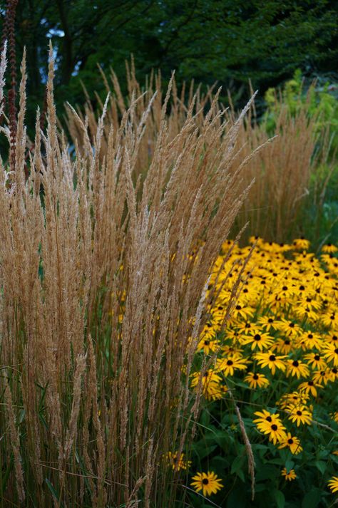 Karl Forester, Calamagrostis Karl Foerster, Calamagrostis Acutiflora, Flower Combinations, Feather Reed Grass, Front Yard Plants, Blue Fescue, Yard Plants, Planting Design