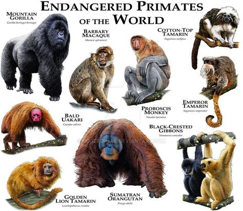 Animal Types, Extinct Species, Animals Information, Mandrill, Animal Groups, Extinct Animals, Rare Animals, Endangered Animals, Animal Species