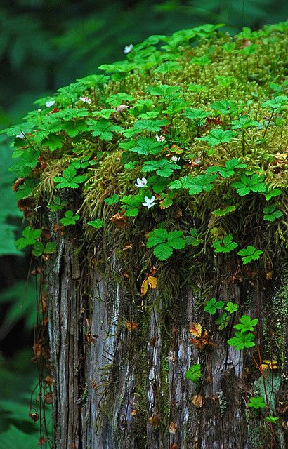 Moss and flowers by MizMagee, via Flickr Mossy Stump, Forest Moss, Woodland Walk, Moss Covered, Moss Garden, Mystical Forest, Woodland Garden, Forest Flowers, Forest Floor