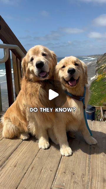 Golden Retriever Puppy Videos, Puppy Videos Cutest, Golden Retriever Funny Videos, Funny Golden Retrievers, Dogs And Puppies Videos, Dog Siblings, Cute Puppies Videos, Happy Dogs Funny, Really Funny Dog Videos