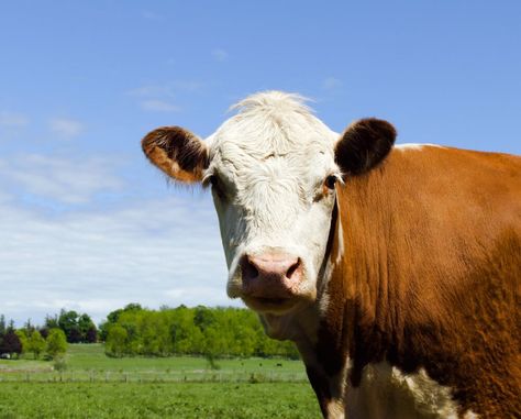 13 Best Beef Cows for Beginners - Selecting the Right Breed for Your Homestead Beef Cows, Homesteading Animals, Aberdeen Angus, Hereford Cows, Beef Cow, Scottish Highland Cow, Cow Face, Beef Cattle, Head Shoulders