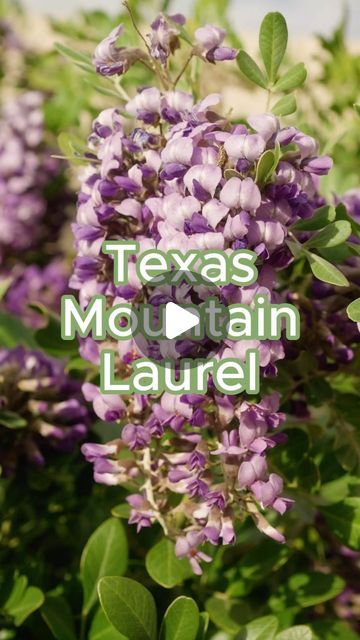 Angela Judd on Instagram: "Growing Texas Mountain Laurel? Here’s what you need to know: 

1. Gets these beautiful blooms each spring - smell like grape punch
2. Drought-tolerant and tough plant 
3. Slow-growing small multitrunked tree
4. You might see genista caterpillars - hand pick, leave them for the birds or if the infestation is severe and you want to treat, treat Bacillus thuringiensis (Bt), a bacterial insecticide that only kills the caterpillars.

#texasmountainlaurel #genistacaterpillar #arizonagarden #desertblooms #desertgarden #landscapeplant" Bacillus Thuringiensis, Grape Punch, Spring Smells, Texas Mountain Laurel, Arizona Gardening, Mountain Laurel, For The Birds, Desert Garden, Landscaping Plants