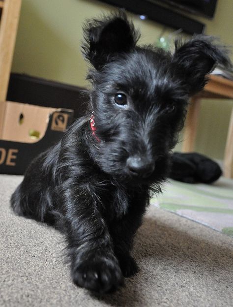 Westie Scottie cross Black Terrier Mix Dogs, Scottie Puppies, Black Terrier, Too Cute To Handle, Scottie Dogs, Terrier Mix Dogs, Scottish Terriers, Animal Images, Best Dog Training