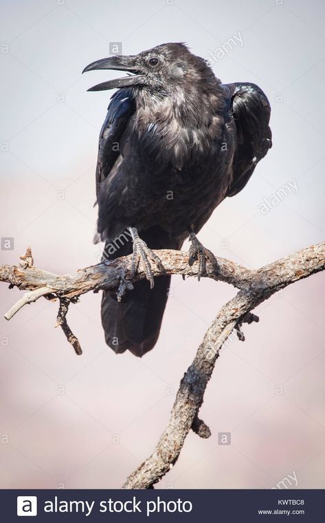 Raven Open Mouth, Bald Eagle