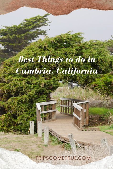 There are many rejuvenating things to do in Cambria, California that will appeal to travelers of all types and particularly nature lovers. Check out this list for incredible sights in Fiscalini Ranch Preserve, Moonstone Beach, Leffingwell Landing, and more. Cambria California, Moonstone Beach, Places In California, Pismo Beach, Central California, California Dreaming, San Luis Obispo, California Travel, Weekend Getaways