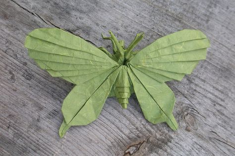 Artur Biernacki designed a very elaborate butterfly. #origami Nature Origami, Origami Moth, Practical Origami, Origami Bugs, Puriri Moth, Origami Game, Origami Insects, Origami Japan, Unique Origami