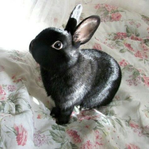 Funny Bunny Videos, Pet Bunny Rabbits, Bunny Care, Cute Bunny Pictures, Black Bunny, Black Rabbit, Rabbit Rabbit, Pet Bunny