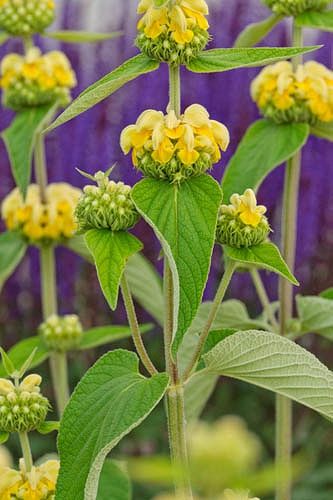 Phlomis Russeliana, Yellow Perennials, Common Garden Plants, Deer Resistant Perennials, Sage Plant, Seed Heads, Meteor Garden 2018, Specimen Trees, Magic Garden