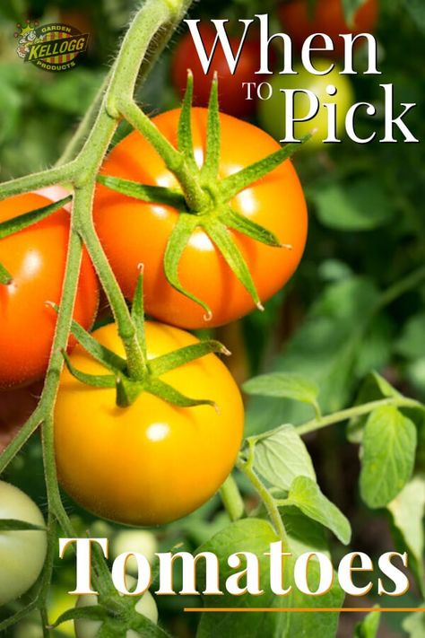 Nothing beats the taste of a homegrown tomato picked fresh from the vine at harvest time. It is the time when all the fruit of your labor comes full circle, and rewards come through in a beautiful bounty of fresh-picked treasures. Check out our detailed guide on how and when to pick tomatoes so that you can enjoy and share your yield. #harvesttomatoes #picktomatoes Picking Tomatoes, When To Pick Tomatoes From Garden, When To Harvest Tomatoes, Deseeding Tomatoes, When To Pick Tomatoes, What Grows Well With Tomatoes, Tomato Varieties, Heirloom Tomatoes Varieties, Tips For Growing Tomatoes