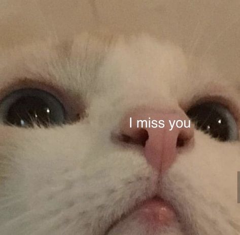 Missing You Memes, Bf Memes, Funny Spanish Memes, Cute Love Memes, Spanish Memes, Cat Aesthetic, Wholesome Memes, Cute Memes, Love Memes