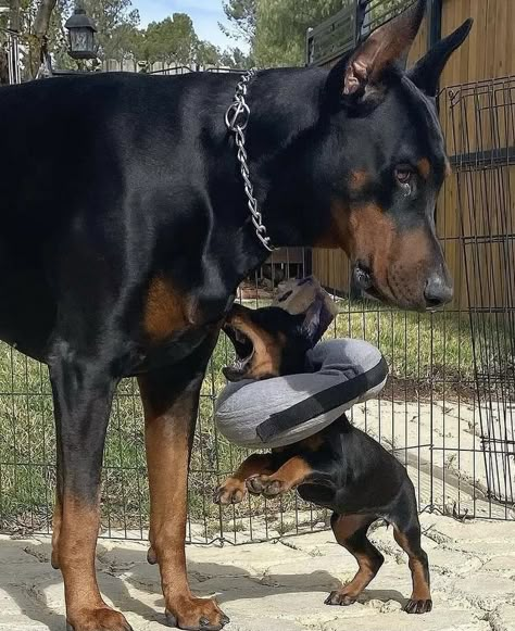 Doberman Pinscher European, Great Dane Guard Dog, European Doberman Pinscher, Rottweiler German, Velodrome Marseille, Doberman Funny, European Doberman, Doberman Puppies, Trash Pandas