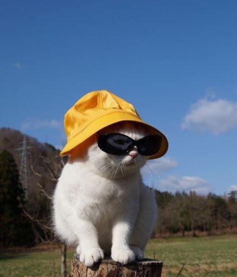 Cat Wearing Glasses Aesthetic, Bucket Hat And Sunglasses, Aesthetic Cat Pfp, Pfp Yellow, Cute Animals Cat, Cat Wearing Glasses, Hat And Sunglasses, Aesthetic Baby, Colour Architecture