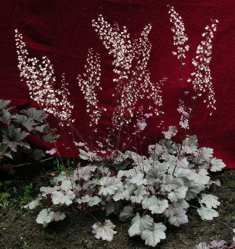 Coral Bells Heuchera 'Stainless Steel' - I got a few to germinate but they are growing slow. They will need shade because they are light. (tbb) Part Shade Plants, Flower Bed Plants, Coral Bells Heuchera, Front Yard Plants, Bell Gardens, Gardens Flowers, Gothic Garden, Coral Bells, Perennial Shrubs