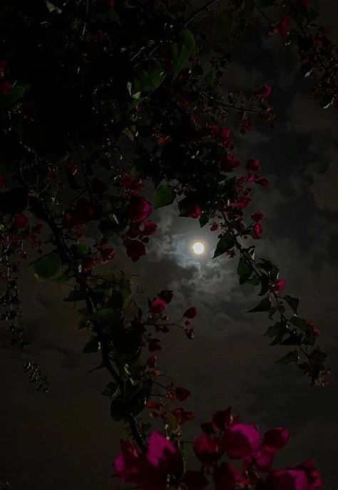 Full Moon, Night Sky, The Moon, Pink Flowers, Moon, Flowers, Red, Pink