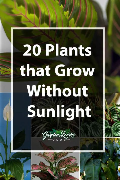 20 Plants that Grow Without Sunlight - Garden Lovers Club Compost Container, Funny Vine, Tattoo Plant, Indoor Gardens, Hydroponic Gardening, Growing Indoors, Shade Plants, Garden Lovers, Succulents Garden