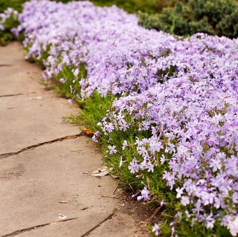 Perennial ground cover blooming plant. Creeping phlox - Phlox subulata or moss phlox on the alpine flowerbed. Selective focus. Plants For Flower Beds, Phlox Ground Cover, Garden Bed Edging Ideas, Bed Edging Ideas, Garden Bed Edging, Cheap Garden Beds, Moss Phlox, Hornbeam Hedge, Perennial Ground Cover