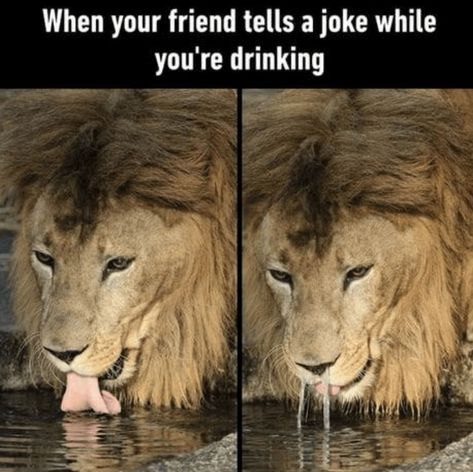 Lion Memes, Ghost World, Very Funny Memes, Sarcastic Jokes, Cute Lion, Memes Sarcastic, Funny Animal Jokes, Memes Humor, Funny Cat Memes