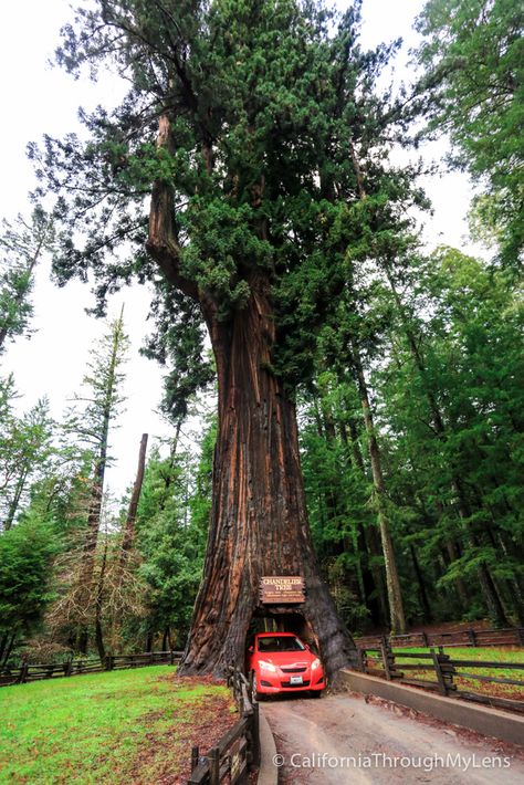 Northern California Travel, Fort Bragg California, Tree Road, Mendocino California, Highway 101, Surfing Pictures, West Coast Road Trip, Redwood Tree, California Vacation