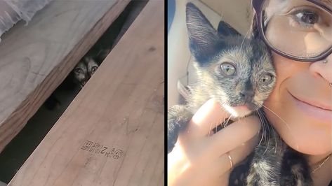 Women Goes to Home Depot for Gardening Supplies, Ends Up Rescuing a Tiny Feral Kitten Feral Cat Care, How To Build A Feral Cat Shelter, How To Tame A Wild Kitten, Feral Cat Shelter, Feral Kittens, Kitten Meowing, Girl House, Gardening Supplies, Going Home