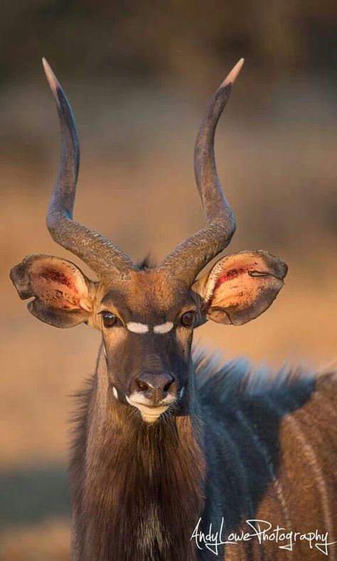 Nyala Antelope, Kudu Horns, Antelope Animal, Antelope Horns, African Antelope, Dream Symbols, Mountain Goat, Majestic Animals, African Wildlife