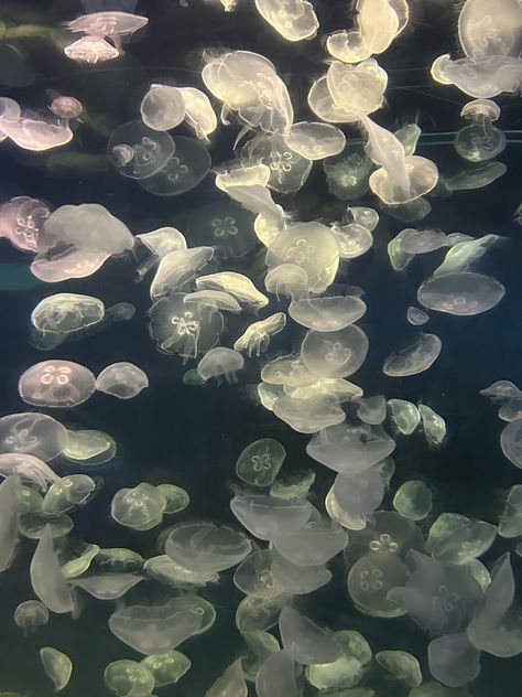 Aquarium Aesthetic Jellyfish, Jellyfish Aquarium Aesthetic, White Jelly Fish, Freshwater Jellyfish, Jellyfish White, Aquarium Jellyfish, White Jellyfish, Jellyfish Pictures, Jellyfish Aquarium