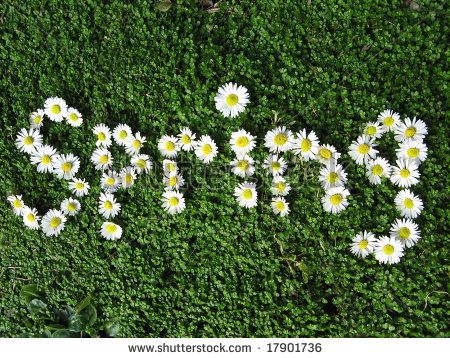 Google Image word-spring-written-with-daisies Spring Blessings, First Flowers Of Spring, Daisy Cottage, Spring Writing, Spring Ahead, Florist Shop, Spring Is In The Air, Spring Fever, Vector Flowers