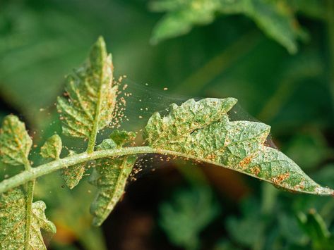 Tomatoes Plants Problems, Get Rid Of Spiders, Spider Mites, Plant Pests, White Flies, Plant Problems, Planting Hydrangeas, Beneficial Insects, Ornamental Plants