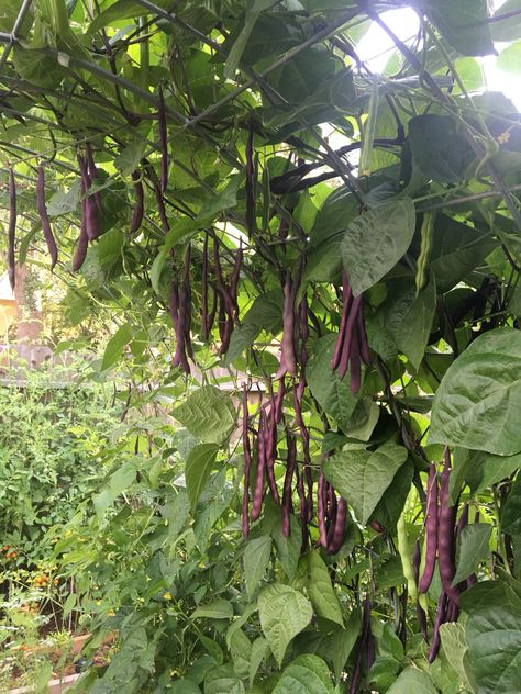 Beans Trellis, Bean Arch, Hobbie Farm, Corner Trellis, Pole Bean Trellis, Climbing Beans, Hot Garden, Garden Stick, Arched Trellis