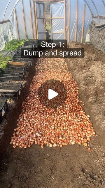 l i n d a   d ‘ a r c o on Instagram: "💡Save this tip for the fall to lower your costs on tulip crops! Have you been planting tulips the hard way? Are you planting every single bulb pointy tip up like an “egg in a carton” in your field and tunnel plantings? 

It’s not necessary. 

Consider all the big machines that plant field tulips by the millions. Do they turn every bulb upright in field plantings? Nope. We had this realization and we’re never going back. 🤣

Here’s our method: We open a 3ft wide trench. We make it 6-8 inches deep, so we can get some nice extra stem length on our tulips. We use a tiller to loosen the soil and make digging the trench a lot easier. We pour our bulbs 500 at a time into the trench bed and just quickly smooth them out into a single layer. You can use gloved Plant Field, Naturally Pretty, Never Going Back, Planting Tulips, Big Machines, I Really Want You, Tulip Fields, Thanks For Coming, Flower Farm