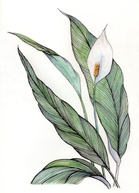 Lilly Flower Tattoo, Lily Artwork, Peace Drawing, Lilies Drawing, Peace Lily Plant, Plant Sketches, Peace And Calm, Pen And Wash, Step By Step Watercolor