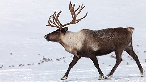 ‪New blog entry from my mom - “Nothing sweeter than caring and doing something about the welfare of those currently making their way in this screwy world of ours!” More: https://www.goodreads.com/author_blog_posts/16186462-reindeer-games‬  ‪#reindeer #christmas #peace #holidays #animals #animalrights #kindness #compassion‬ Caribou Hunting, Deer Family, Large Animals, Walking By, Animal Planet, Antlers, The Snow, Pet Birds, Moose