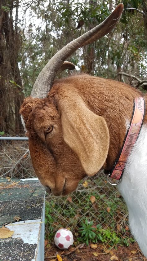 Vallie Goat Side Profile, Gulabi Goat, Goat Profile, Goat Reference, Goat Picture, Show Goats, Goat Art, Goat Farm, Animal Reference