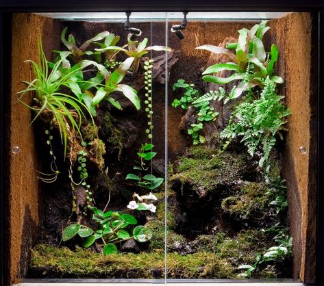 Forest Terrarium, Frog Vivarium, Gecko Vivarium, Bioactive Vivarium, Tropical Terrariums, Snake Terrarium, Cypress Mulch, Frog Terrarium, Snake Tank