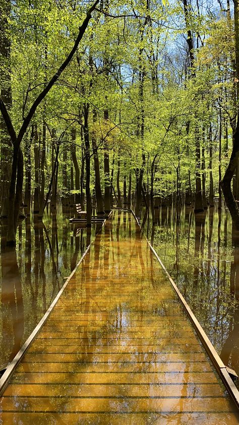 An Adventure in Congaree National Park – Seemingly Sam Congaree National Park, Florida Aesthetic, Bald Cypress, National Parks Photography, Birthday Trip, Hiking Destinations, Scenery Nature, 2024 Christmas, Take A Hike